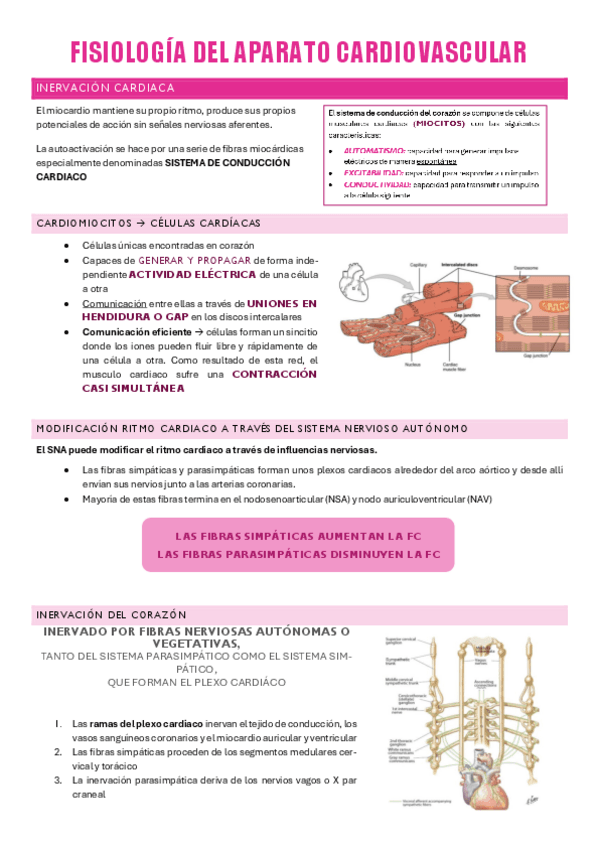 APARATO-CARDIOVASCULAR-P2.pdf