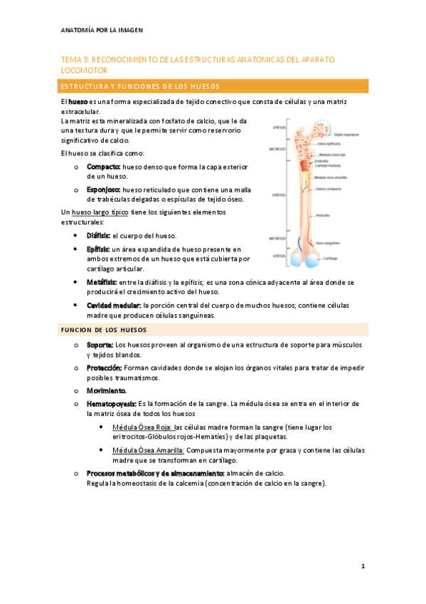 tema-3-reconocimiento-estructuras-anatomicas-del-aparato-locomotor.pdf