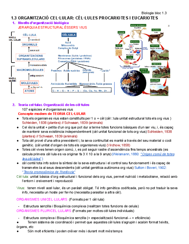 1.3-Organitzacio-cel.lular.pdf