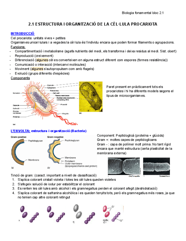 2.1-Estructura-i-organitzacio-de-la-cel.lula-procariota.pdf