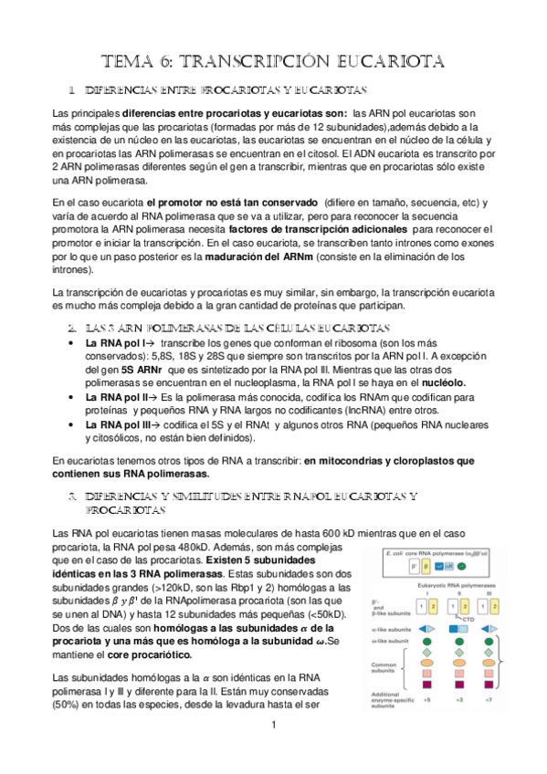 tema-6.-transcripcion-eucariotas.pdf