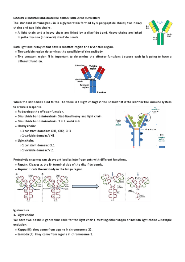 Inmunologia Tema 3 Pdf