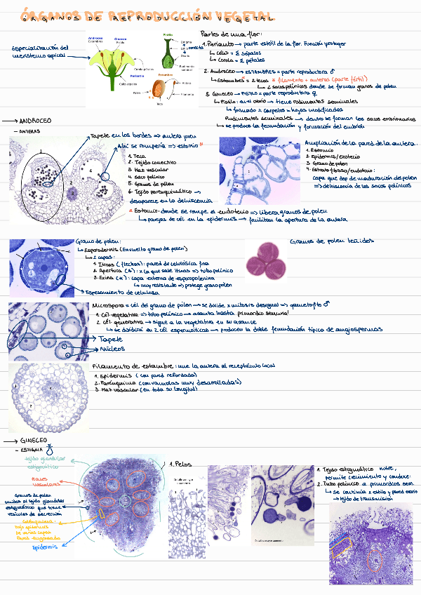 PRACTICA-4-BCHI.pdf