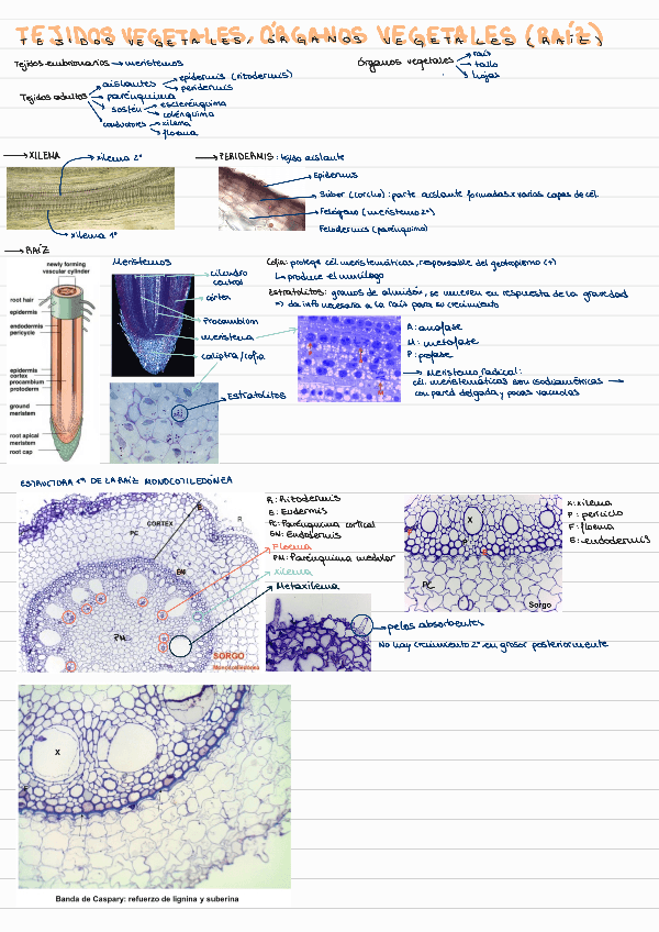 PRACTICA-2-BCHI.pdf
