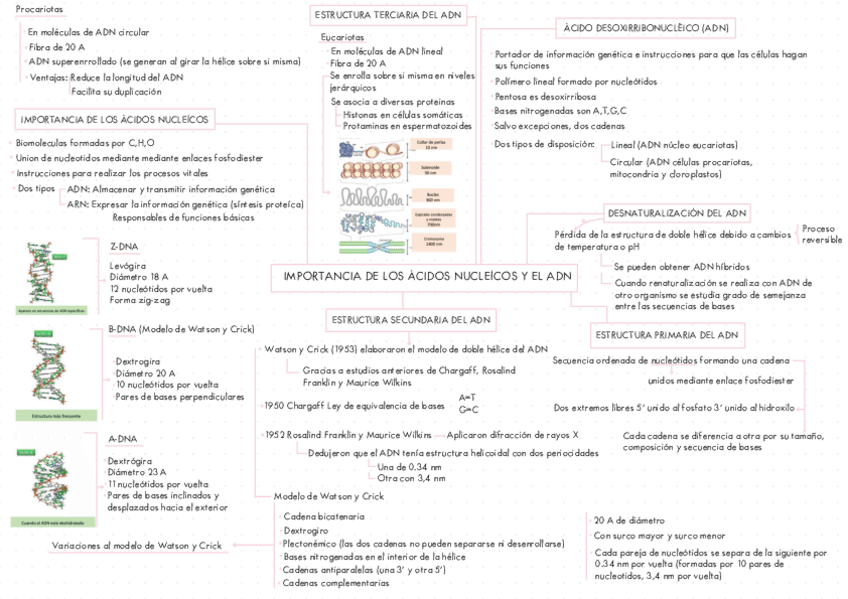 ESQUEMA-BIOLOGIA-SEGUNDO-DE-BACHILLERATO-IMPORTANCIA-DE-LOS-ACIDOS
