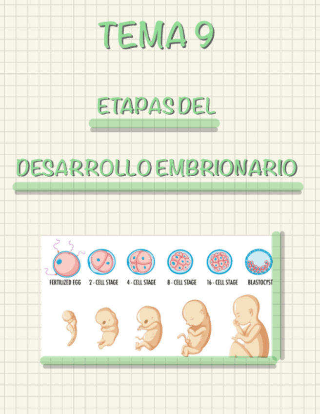 Etapas Concepto Y Apuntes Relacionados Wuolah