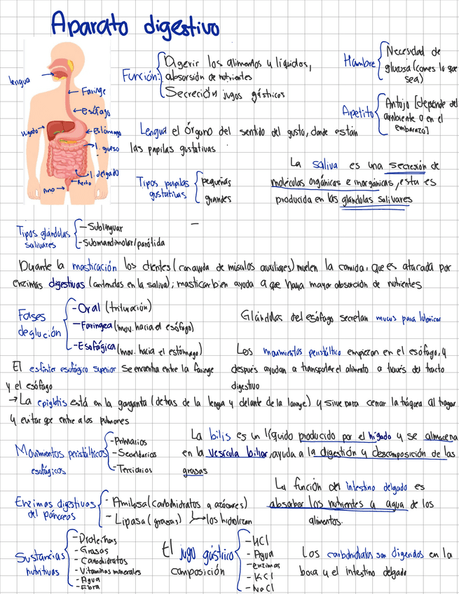 Aparato-digestivo.pdf