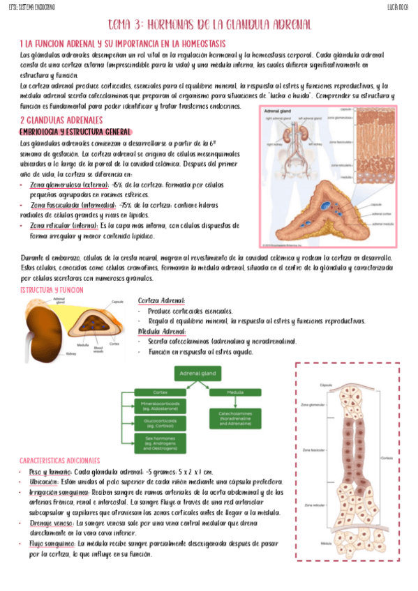tema-3-endocrino.pdf