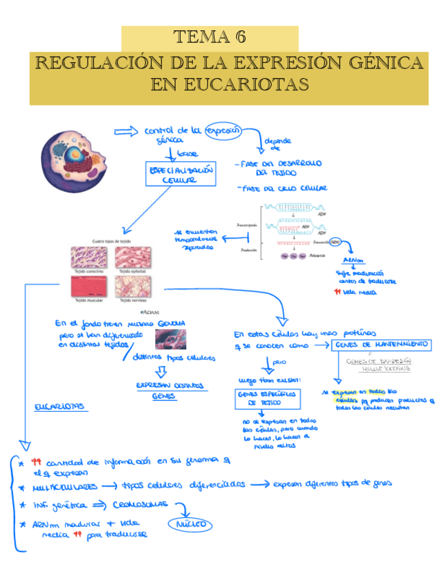 TEMA-6-Regulacion-de-la-expresion-genica-en-eucariotas.pdf