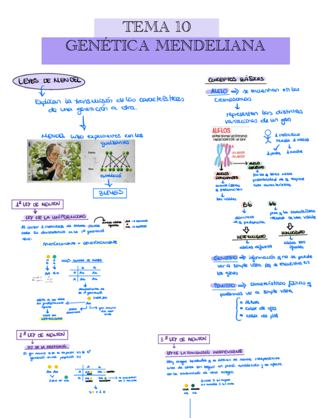 TEMA-10-Genetica-mendeliana.pdf