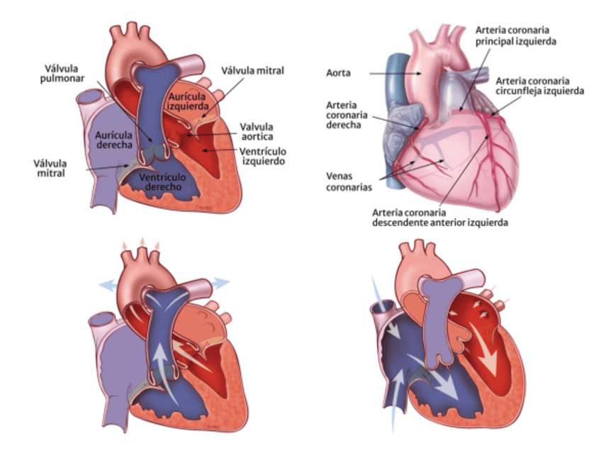 Corazon.pdf