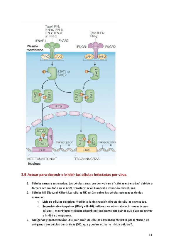 TEMA-14-INMUNIDAD-CONTRA-MICROORGANISMOS-11-21.pdf