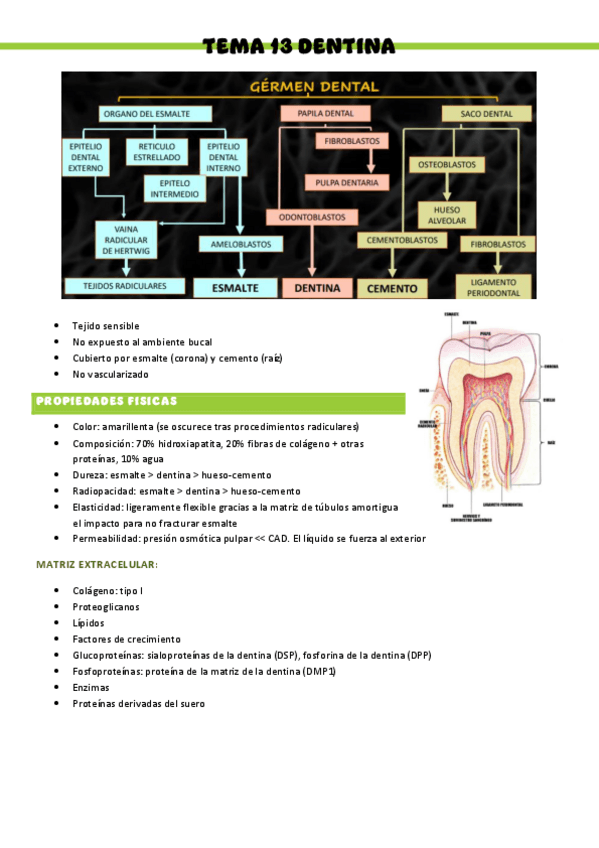 HISTOLOGIA-T13.pdf