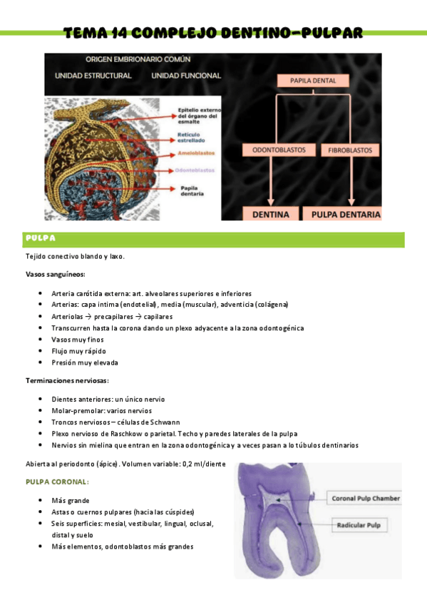 HISTOLOGIA-T14.pdf