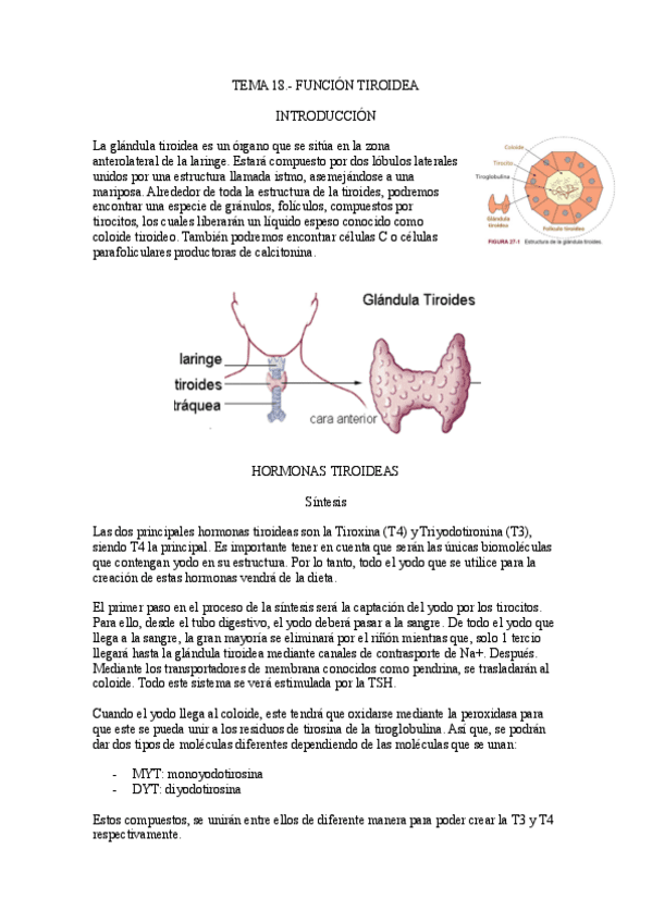 Tema-18.-Funcion-Tiroidea.pdf