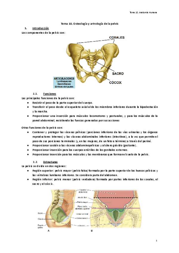 Tema-10.-Osteologia-y-artrologia-de-la-pelvis.pdf