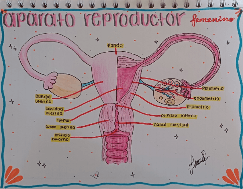 Aparato-reproductor-femenino-y-masculino.pdf