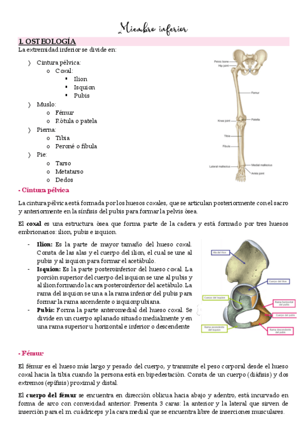 5.-Miembro-inferior.pdf