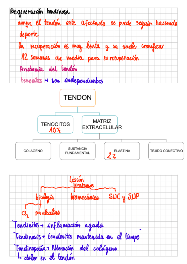 Regeneracion-tendinosa.pdf