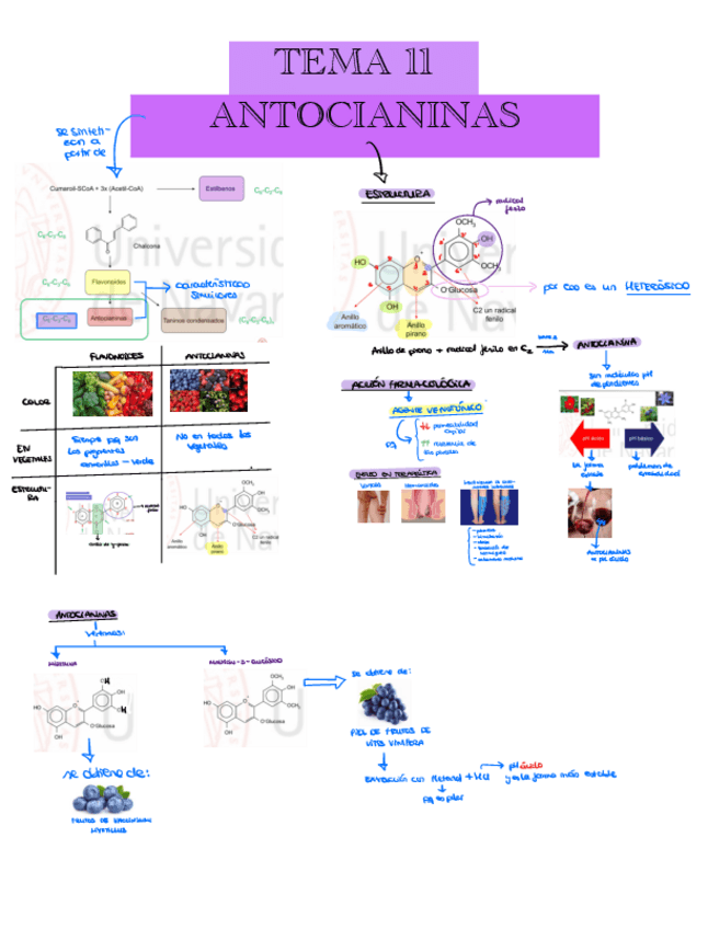 TEMA 11 ANTOCIANINAS pdf