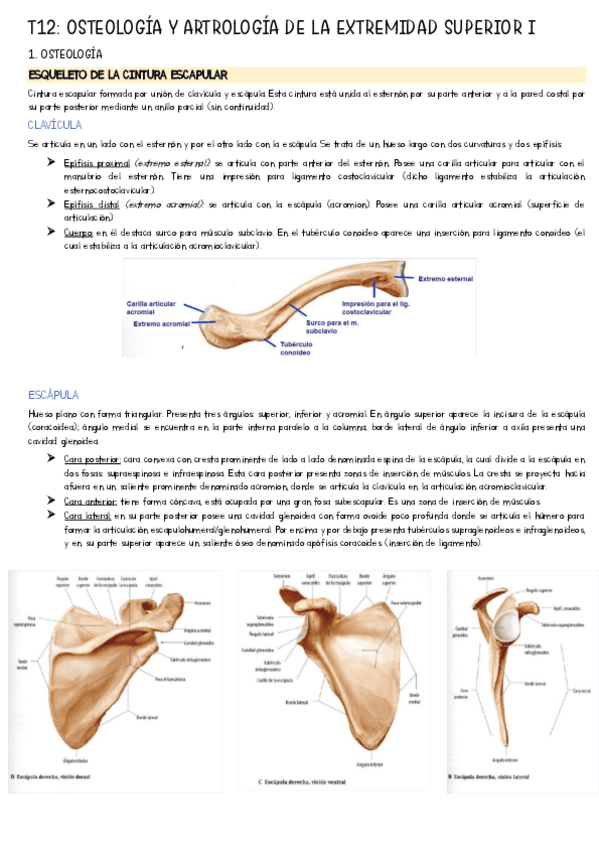 TEMA-12.pdf