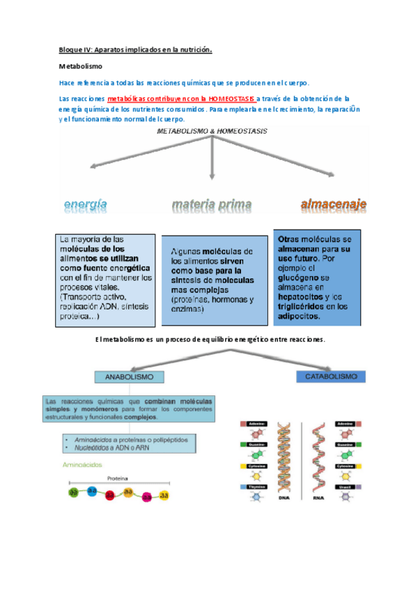 Bloque-4-Apuntes-metabolismo.pdf