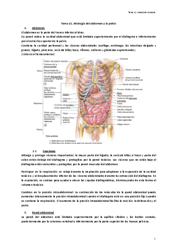 Tema-11.-Miologia-del-abdomen-y-la-pelvis.pdf