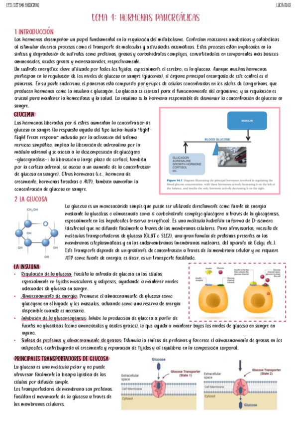 tema-4-endocrino.pdf