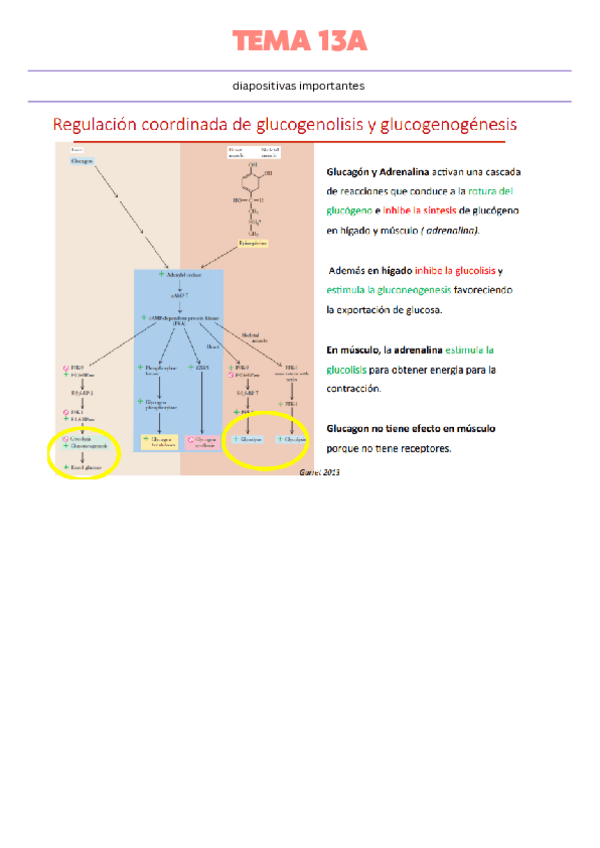 tema-13-resumido.pdf