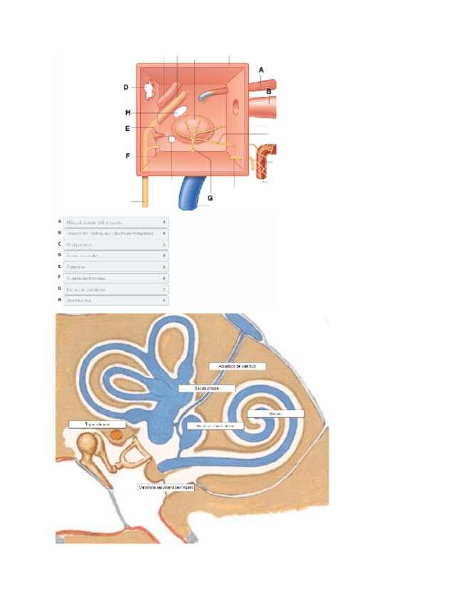 CORREXIDO-Evaluacion-Continua-Neuro-Organo-dos-Sentido-412024.pdf