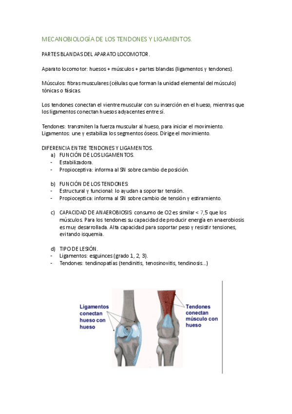 BIOFISICA-DEL-TEJIDO-TENDINOSO.pdf