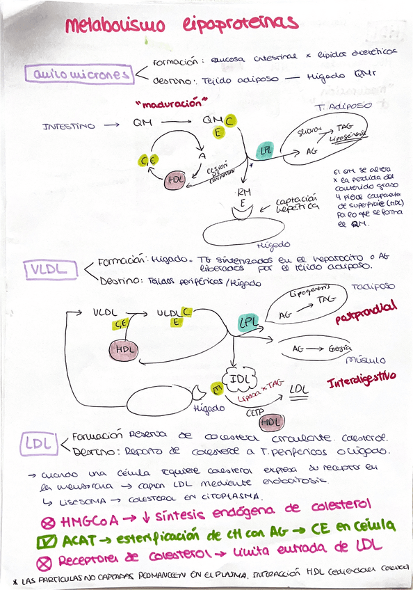 Lipoproteinas-nutri.pdf