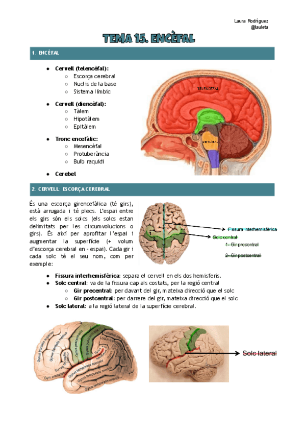 Tema-15-anatomia-Encefal.pdf
