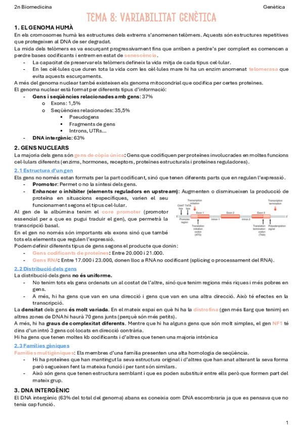 T8-Variabilitat-genetica.pdf