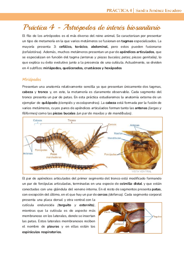 Practica-4-Artropodos-de-interes-biosanitario.pdf