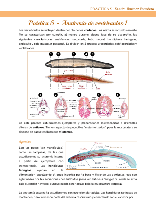 Practica-5-Anatomia-de-vertebrados-1.pdf