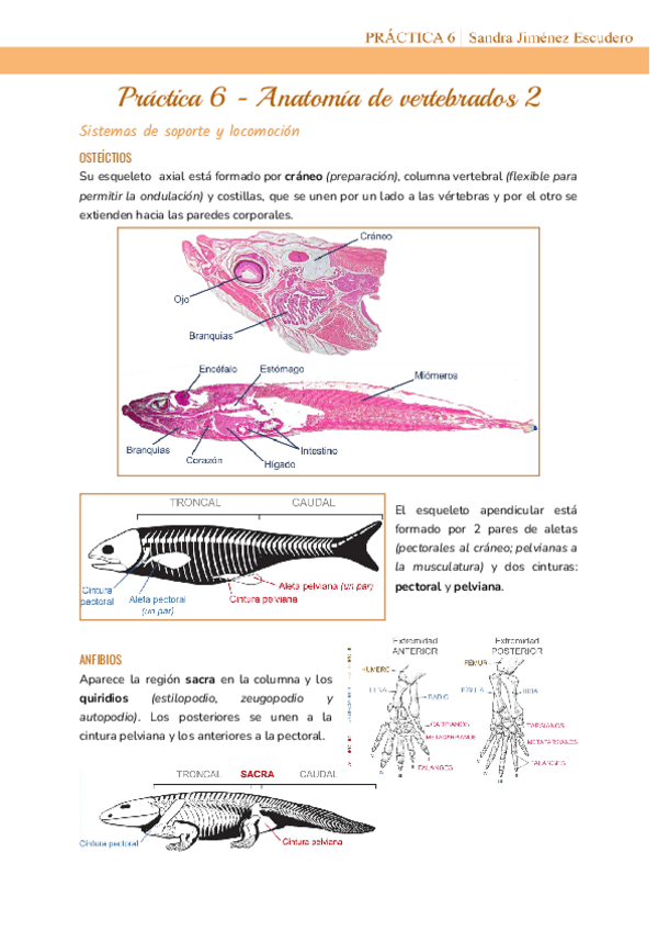 Practica-6-Anatomia-de-vertebrados-2.pdf