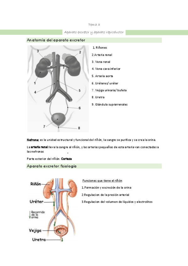 atencion-sanitaria-tema-3-apuntes-aparato-excretor-y-aparato-reproductor.pdf