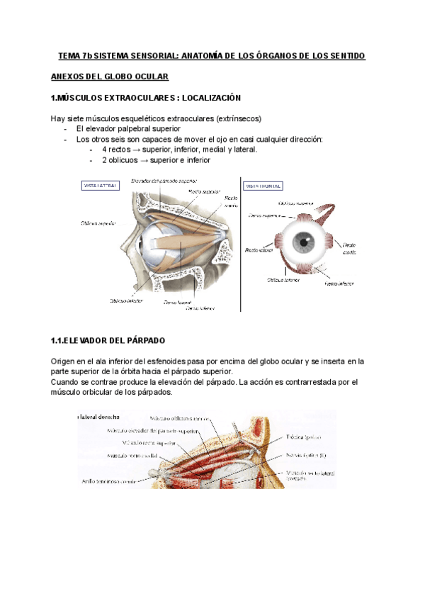 TEMA-7b-ANATOMIA.pdf