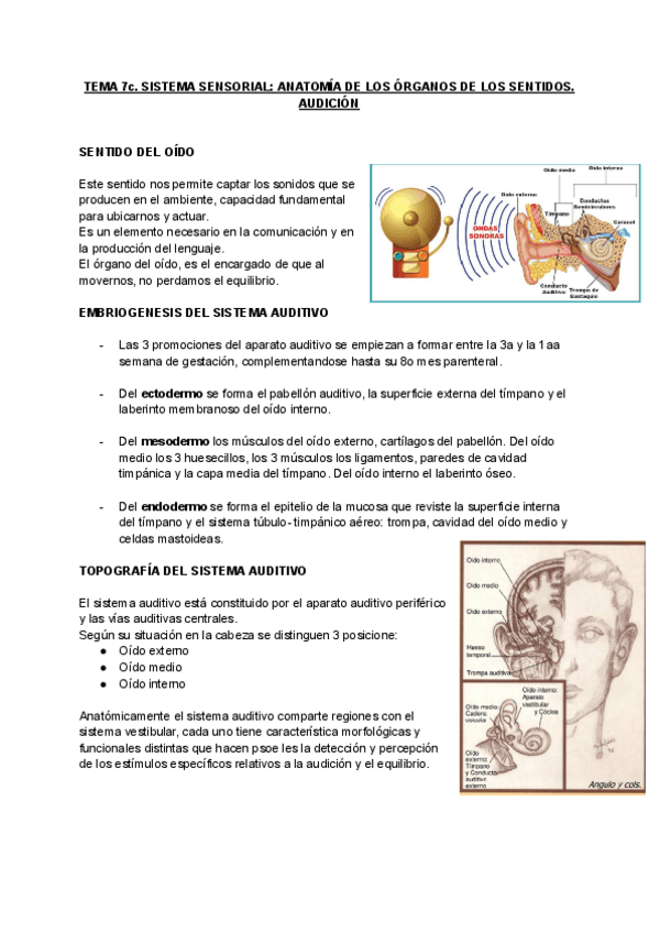 TEMA-7c-ANATOMIA-6.pdf