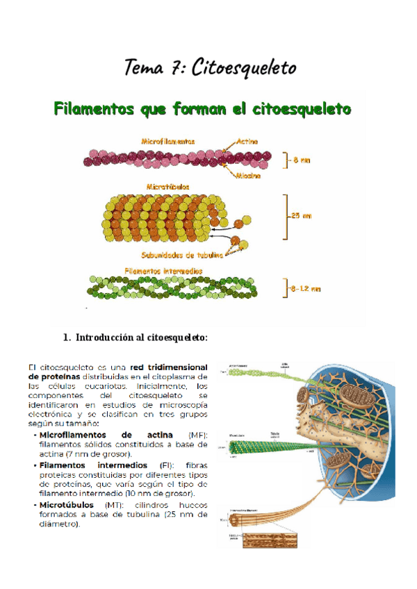 Tema-del-citoesqueleto.pdf