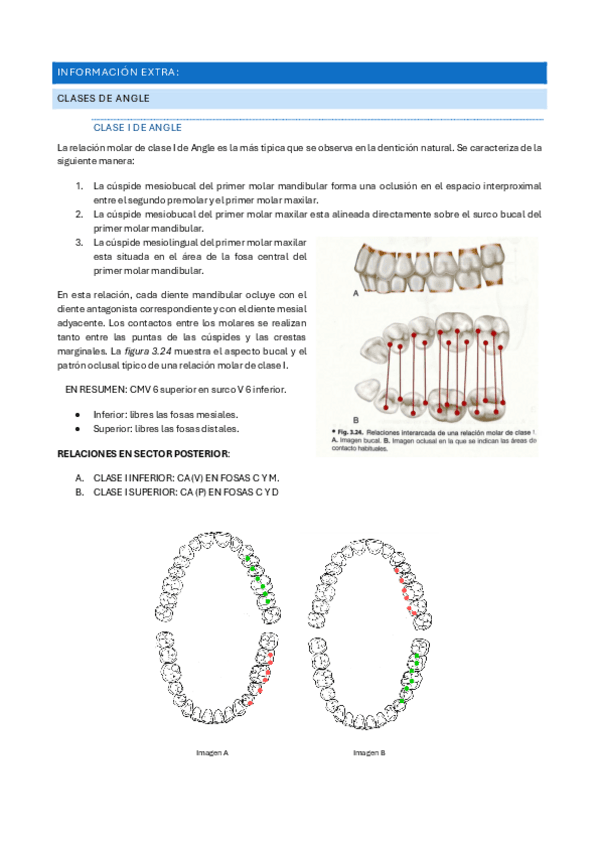 Informacion-extra-ortodoncia-oclusion.pdf