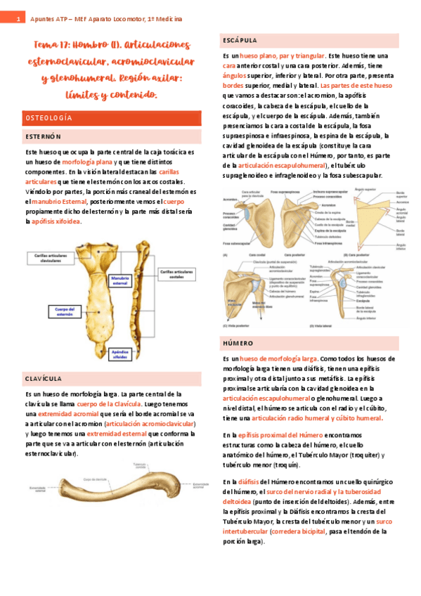 tema-17-ap-locomotor.pdf