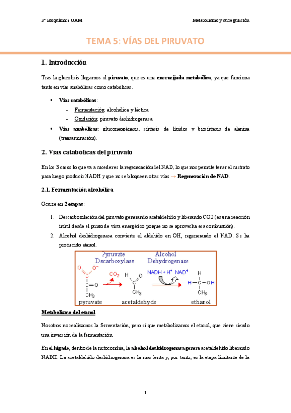 TEMA-5.-Vias-del-piruvato..pdf