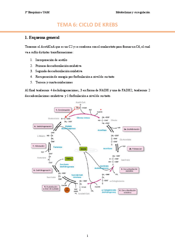 TEMA-6.-Ciclo-de-Krebs..pdf