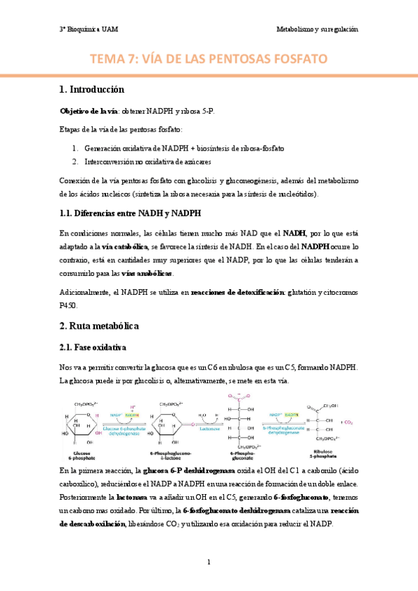 TEMA-7.-Via-de-las-pentosas-fosfato..pdf