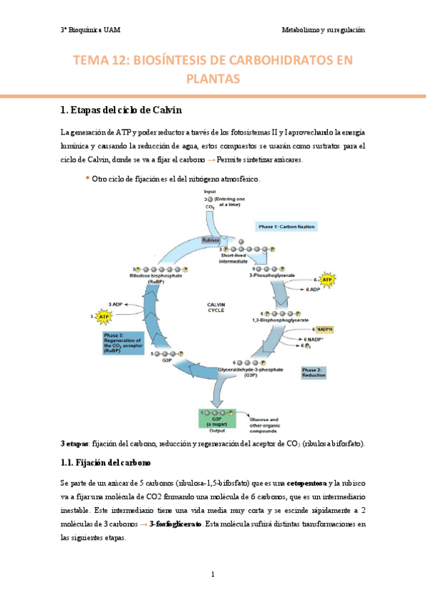 TEMA-12.-Biosintesis-de-carbohidratos-en-plantas..pdf