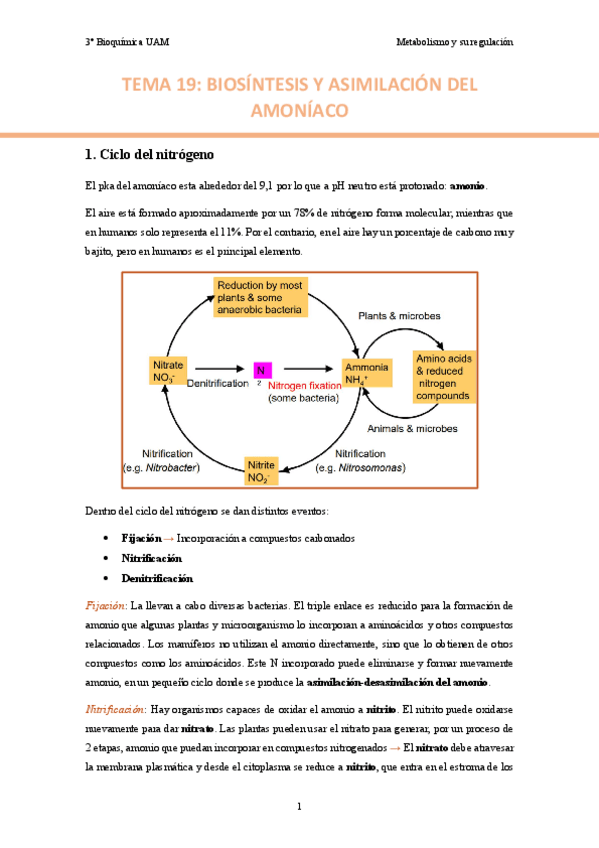 TEMA-19.-Biosintesis-y-asimilacion-del-amoniaco..pdf