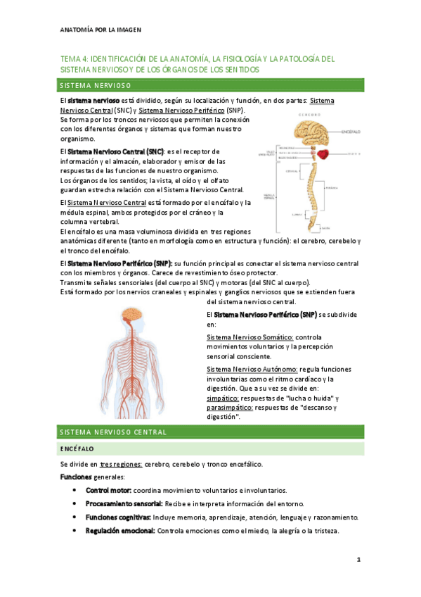 tema-4-anatomia-y-fisiologia-del-sistema-nervioso.pdf