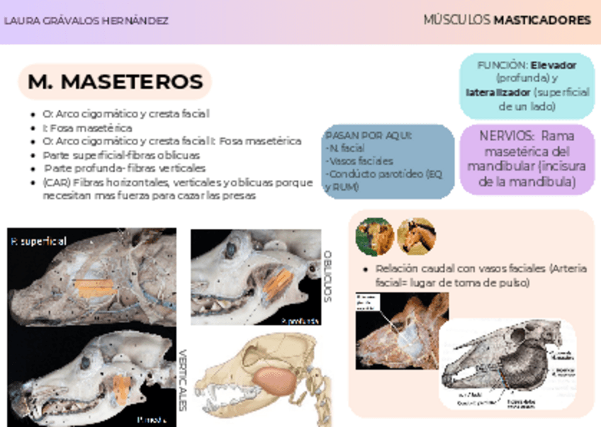 REGION-AXIAL-III.pdf